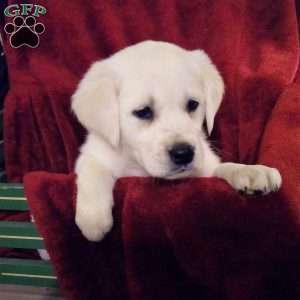 Fred, Golden Labrador Puppy